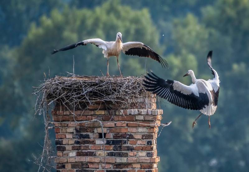 Professional Chimney Animal Removal Services in Clinton, Maryland