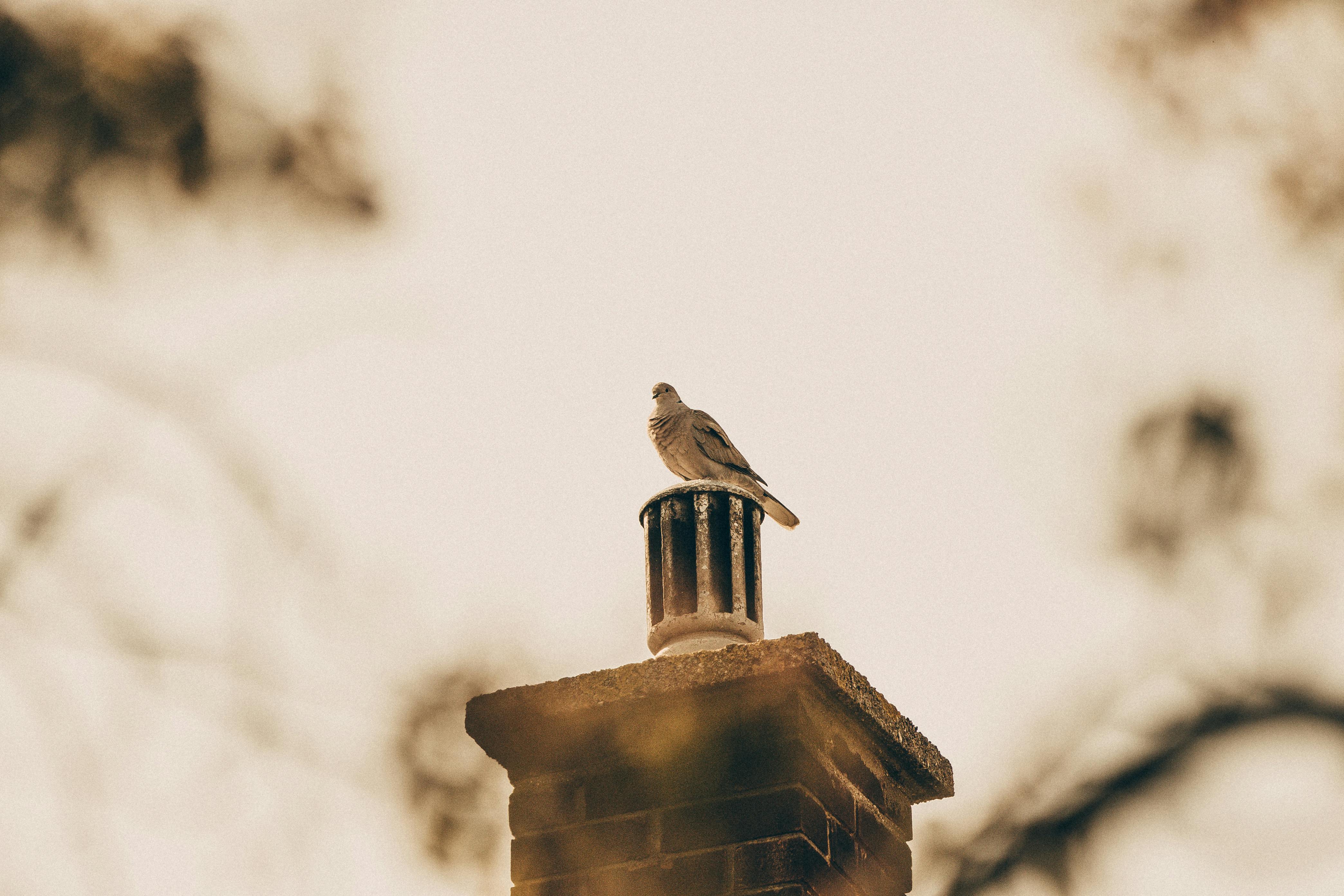 Professional Chimney Cap and Damper In Clinton Maryland